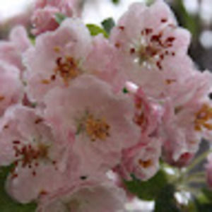 Meet your Posher, Sandy